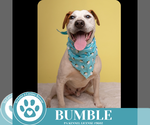 Small #2 Labrador Retriever Mix