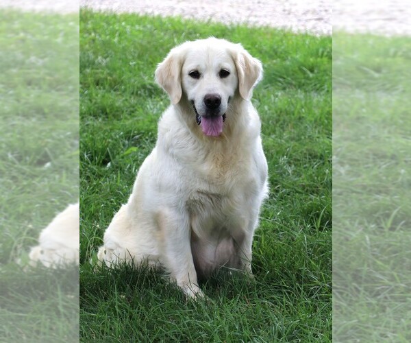 Medium Photo #3 English Cream Golden Retriever Puppy For Sale in SYRACUSE, IN, USA