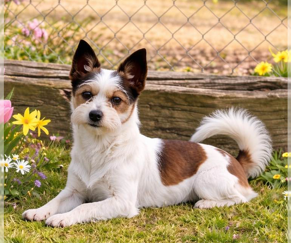 Medium Photo #1 Mutt Puppy For Sale in Yardley, PA, USA