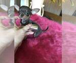 Small #1 Chihuahua