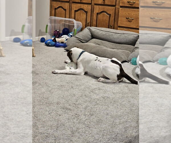 Medium Photo #6 Mutt Puppy For Sale in FRAMINGHAM, MA, USA