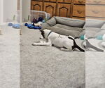 Small Photo #6 Mutt Puppy For Sale in FRAMINGHAM, MA, USA