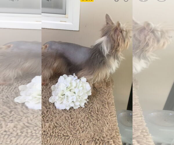 Medium Photo #6 Mutt Puppy For Sale in Santa Clarita, CA, USA