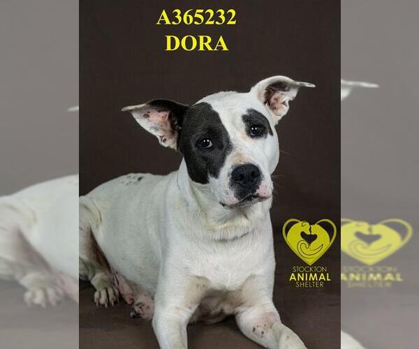 Medium Photo #2 American Pit Bull Terrier Puppy For Sale in Stockton, CA, USA