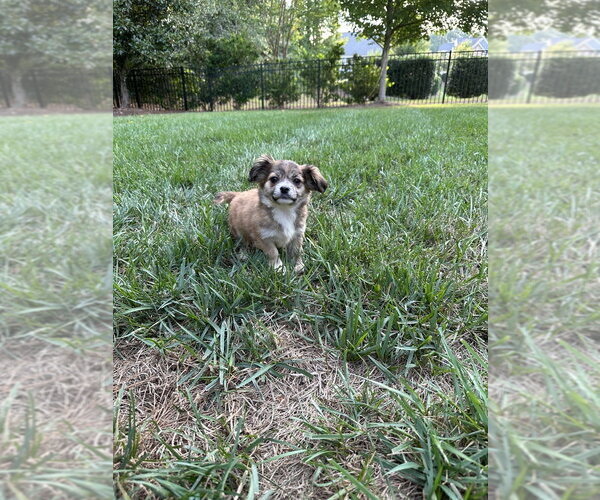 Medium Photo #3 Mutt Puppy For Sale in Mooresville, NC, USA