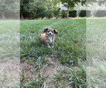 Small #2 Mutt