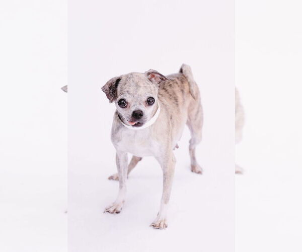 Medium Photo #8 Jack Chi Puppy For Sale in Princeton, MN, USA