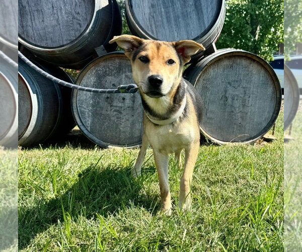 Medium Photo #5 German Shepherd Dog-Unknown Mix Puppy For Sale in Chester, VA, USA