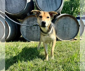Spaghetti - Female German Shepherd Dog-Unknown Mix Dog for Adoption - Photo #5