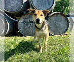 Small Photo #5 German Shepherd Dog-Unknown Mix Puppy For Sale in Chester, VA, USA
