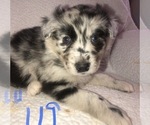 Small Photo #5 Australian Shepherd Puppy For Sale in SUNNYVALE, CA, USA
