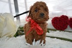 Small Photo #5 Cavapoo Puppy For Sale in HONEY BROOK, PA, USA