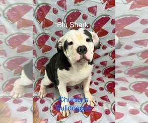 Olde English Bulldogge Puppy for sale in LORAIN, OH, USA