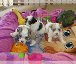 Small Photo #9 Havanese Puppy For Sale in SPENCERVILLE, IN, USA