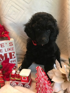 Medium Photo #1 Poodle (Miniature) Puppy For Sale in YELM, WA, USA