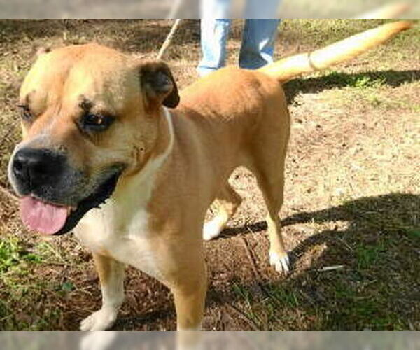 Medium Photo #2 Boxer-Unknown Mix Puppy For Sale in Frankston, TX, USA