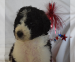 Small Photo #5 Poodle (Standard) Puppy For Sale in INDEPENDENCE, MO, USA