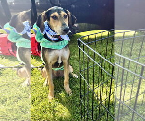 Junie - Female Mutt Dog for Adoption - Photo #3