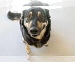 Small #15 Mutt