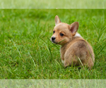 Puppy 3 Pembroke Welsh Corgi