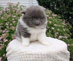 Small Photo #42 Pomeranian Puppy For Sale in GOSHEN, IN, USA