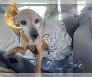 Chihuahua Dogs for adoption in San Antonio, TX, USA