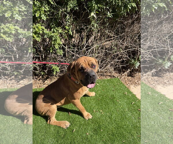 Medium Photo #4 Mastiff Puppy For Sale in Goodyear, AZ, USA