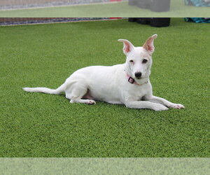 Jack Russell Terrier Dogs for adoption in Chestertown, MD, USA