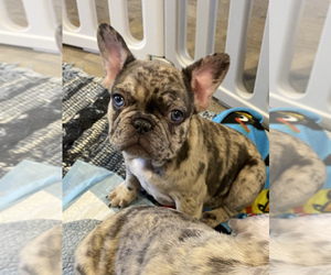 French Bulldog Puppy for sale in LANCASTER, CA, USA