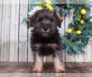 Schnoodle (Miniature) Puppy for sale in MOUNT VERNON, OH, USA