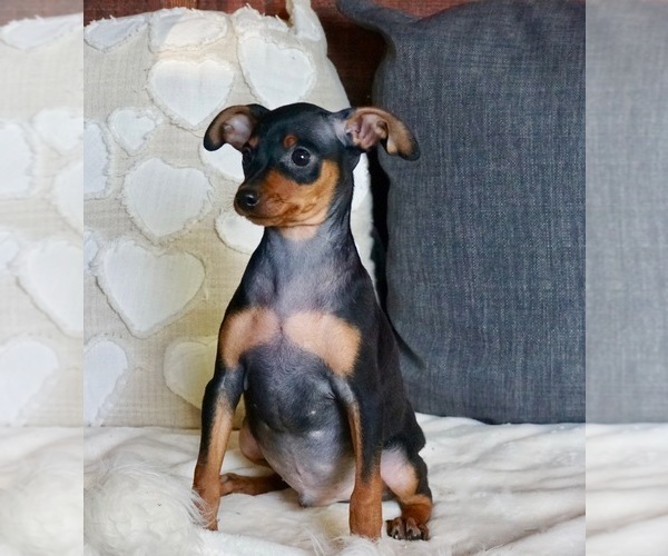 Medium Photo #4 Miniature Pinscher Puppy For Sale in WARSAW, IN, USA