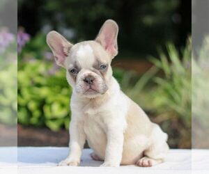 French Bulldog Puppy for sale in HONEY BROOK, PA, USA