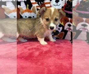 Pembroke Welsh Corgi Puppy for sale in BEECH GROVE, IN, USA