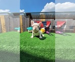 Image preview for Ad Listing. Nickname: Male frenchie