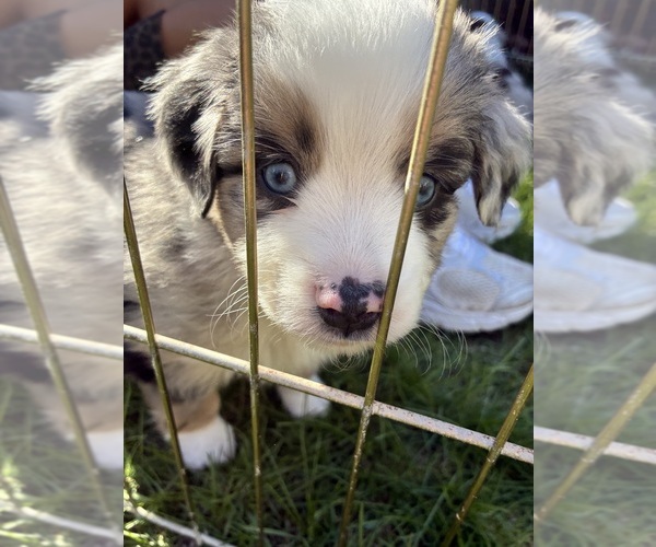 Medium Photo #3 Miniature American Shepherd Puppy For Sale in BERLIN, MA, USA