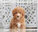 Small Poodle (Toy)