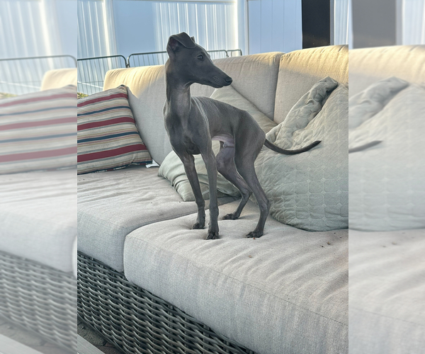 Medium Photo #6 Italian Greyhound Puppy For Sale in GLEN BURNIE, MD, USA