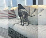 Small #5 Italian Greyhound