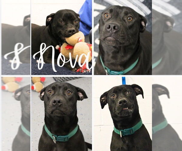 Medium Photo #2 American Staffordshire Terrier-Labrador Retriever Mix Puppy For Sale in Pierceton , IN, USA