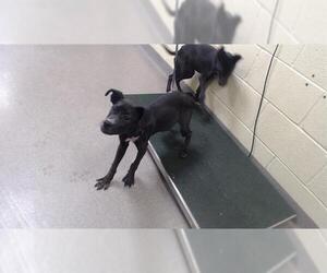 Mutt Dogs for adoption in Denver, CO, USA