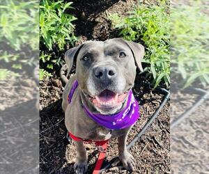 LUNA - Female Mutt Dog for Adoption - Photo #2