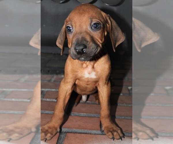 Medium Photo #5 Rhodesian Ridgeback Puppy For Sale in INDEPENDENCE, MO, USA