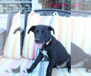 Piglet 5AcreWood - Male Collie-Labrador Retriever Mix Dog for Adoption - Photo #4
