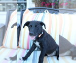 Small Photo #4 Collie-Labrador Retriever Mix Puppy For Sale in Wakefield, RI, USA