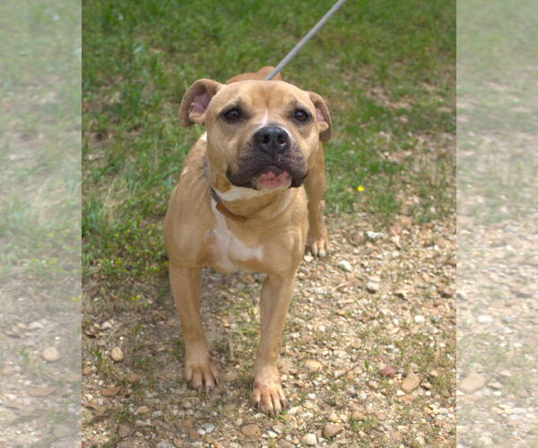 Medium Photo #2 American Staffordshire Terrier-Unknown Mix Puppy For Sale in Jackson, MS, USA