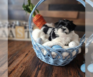 Havanese Puppy for sale in CONROE, TX, USA