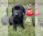 Image preview for Ad Listing. Nickname: Ready to Go AKC