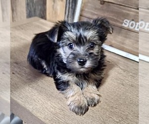Morkie Puppy for sale in CORNERSVILLE, TN, USA
