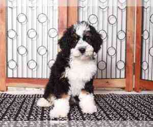 Bernedoodle Puppy for sale in NAPLES, FL, USA