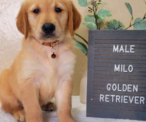 Golden Retriever Puppy for sale in NOVI, MI, USA